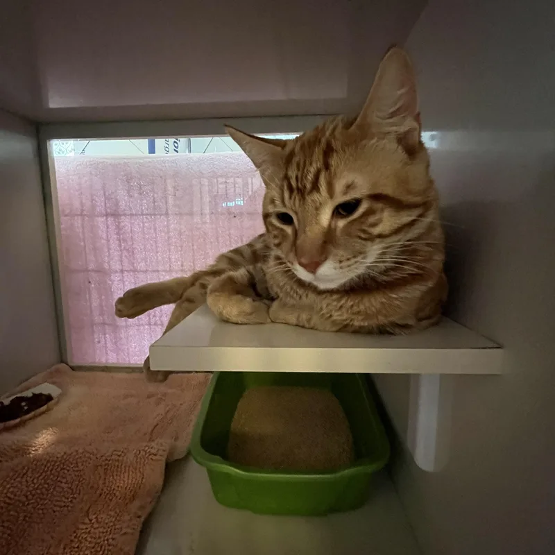 An adult medium-sized male Tabby (Orange / Red) Domestic Short Hair cat named Ord for adoption in Salisbury, MA