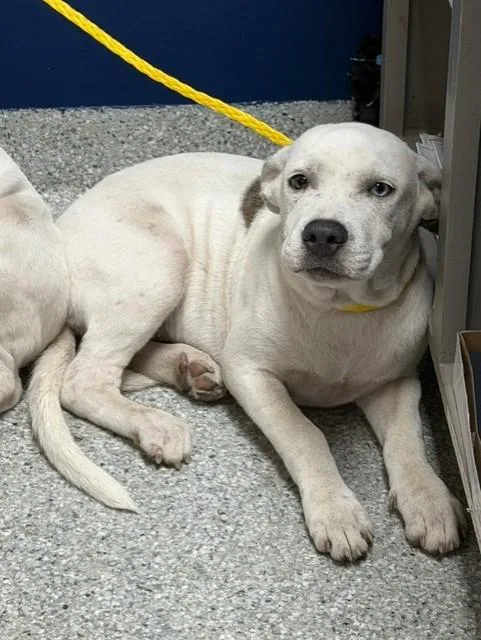 A baby small-sized female Pit Bull Terrier dog named A for adoption in Pasadena, TX