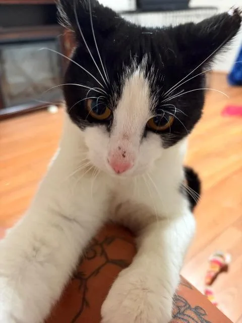 A young medium-sized male Domestic Short Hair cat named Moonpie for adoption in Pawtucket, RI