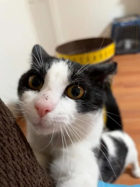 Moonpie thumbnail 2