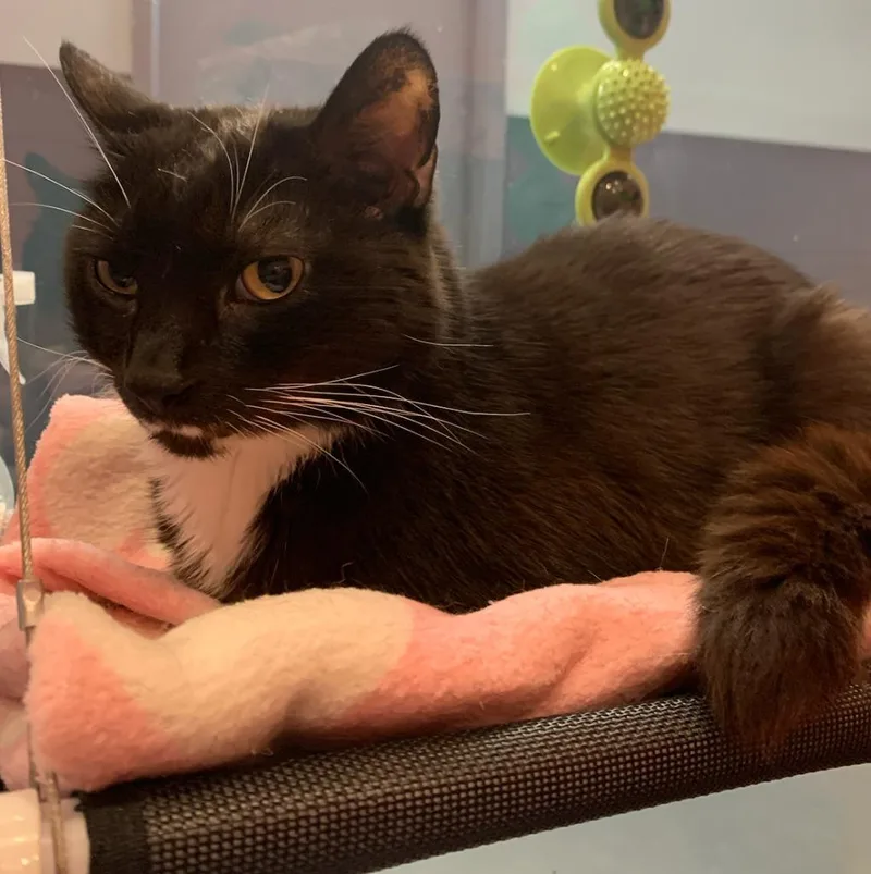A senior medium-sized male Domestic Short Hair cat named Stash for adoption in South Bend, IN