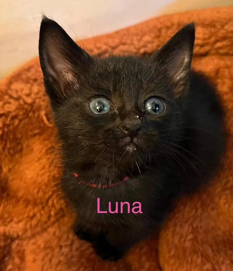 A baby small-sized female Domestic Short Hair cat named Luna for adoption in Leonardtown, MD