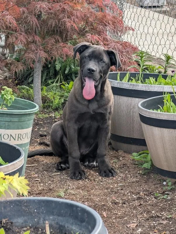 An adult extra large-sized male Brown / Chocolate Cane Corso dog named Tiago for adoption