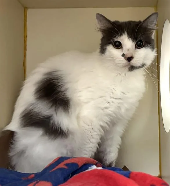 A young medium-sized female Domestic Long Hair cat named Stella for adoption in Dedham, MA