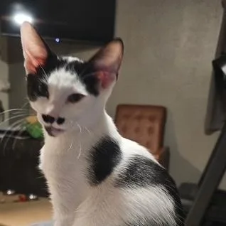 A baby medium-sized male Black & White / Tuxedo Domestic Short Hair cat named Duke for adoption in Ferndale, WA