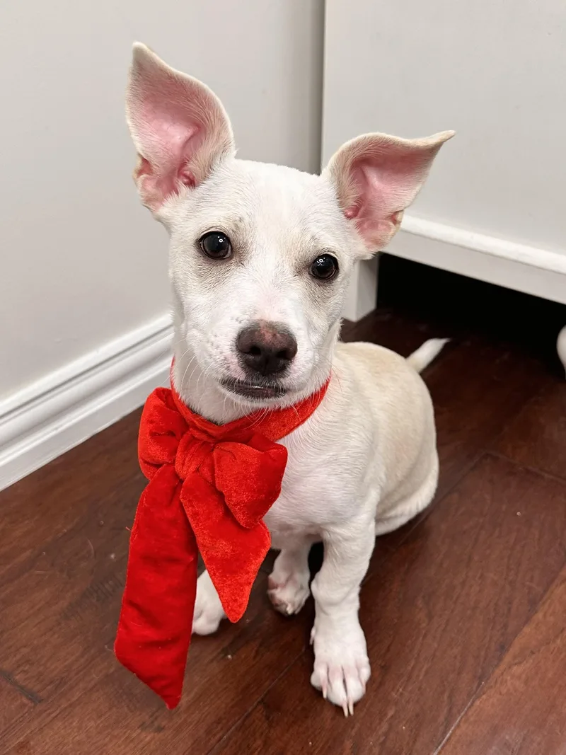 A baby small-sized male White / Cream Chihuahua dog named Jax for adoption in Southlake, TX