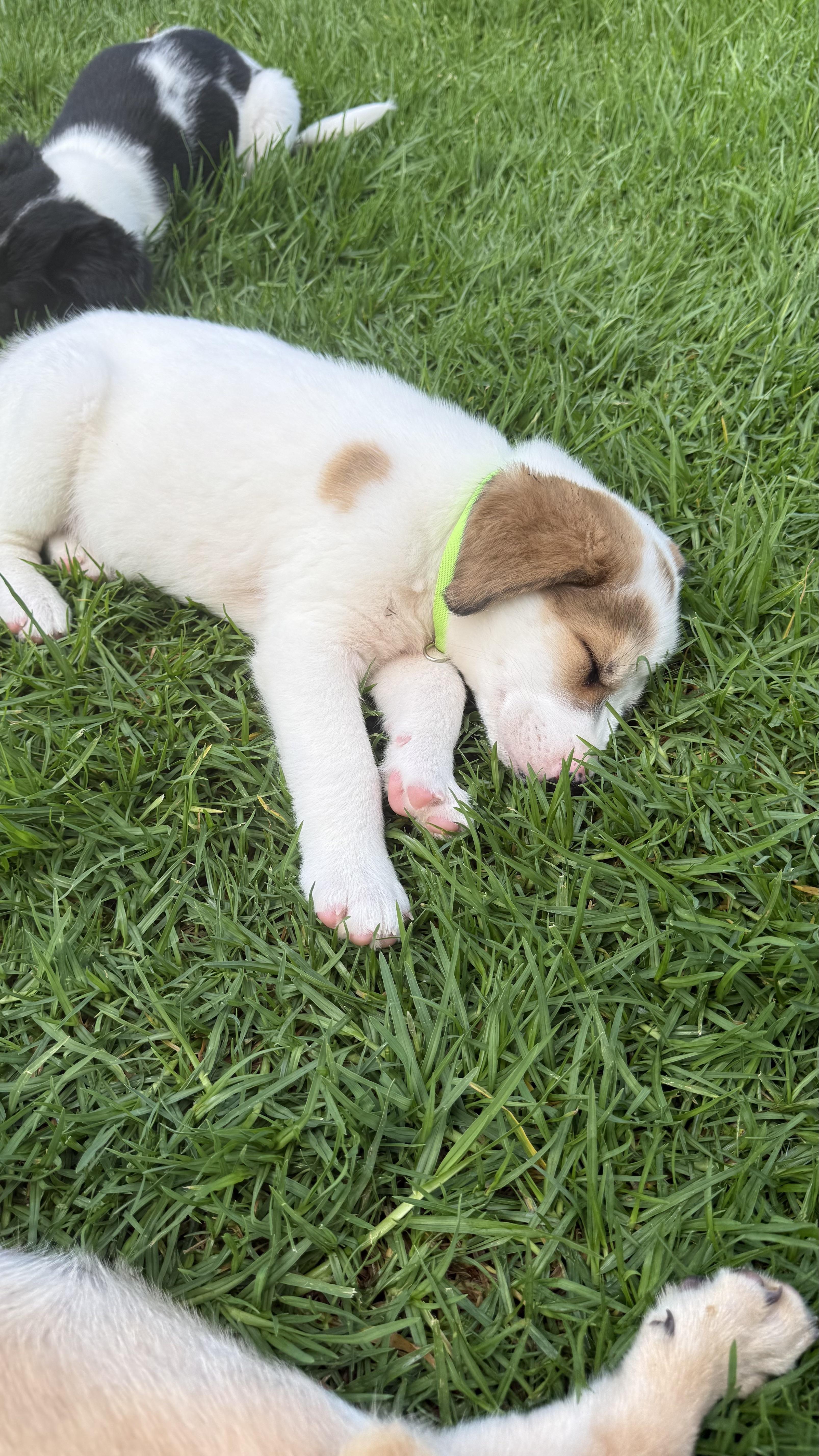 A baby medium-sized male White / Cream Shepherd dog named Billy for adoption in Austin, TX