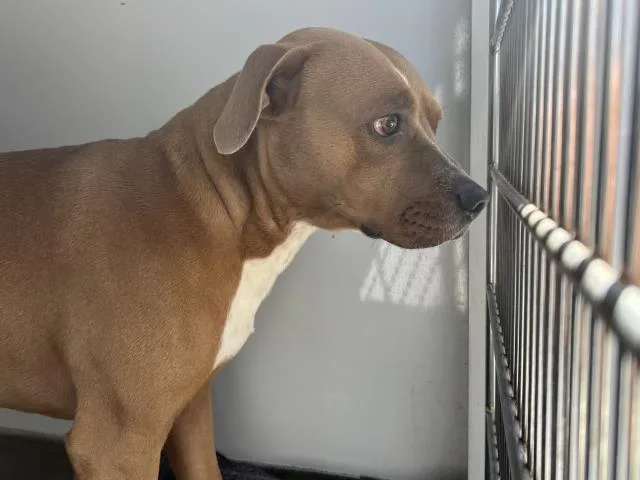 A young medium-sized male Pit Bull Terrier dog named Bashful for adoption in San Luis Obispo, CA