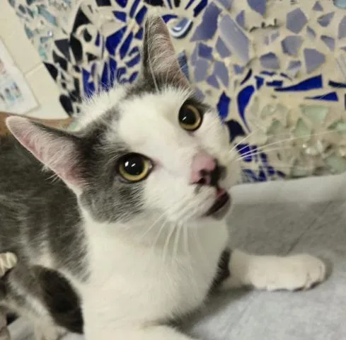 An adult large-sized male Domestic Short Hair cat named Lionel for adoption in Pensacola, FL