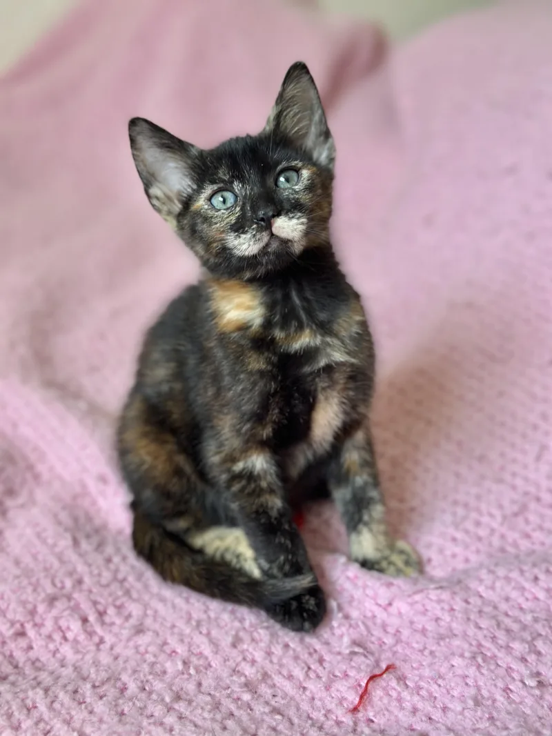 A baby medium-sized female Tortoiseshell Domestic Short Hair cat named Orchid Weeks Video for adoption in Port Orange, FL