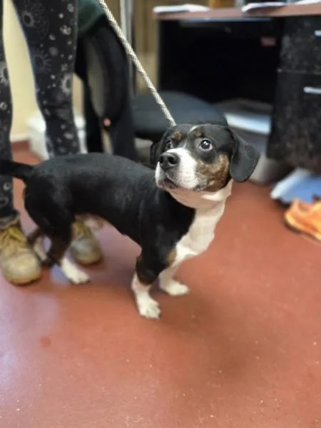 An adult medium-sized male Beagle dog named Bingo for adoption in Salisbury, MD