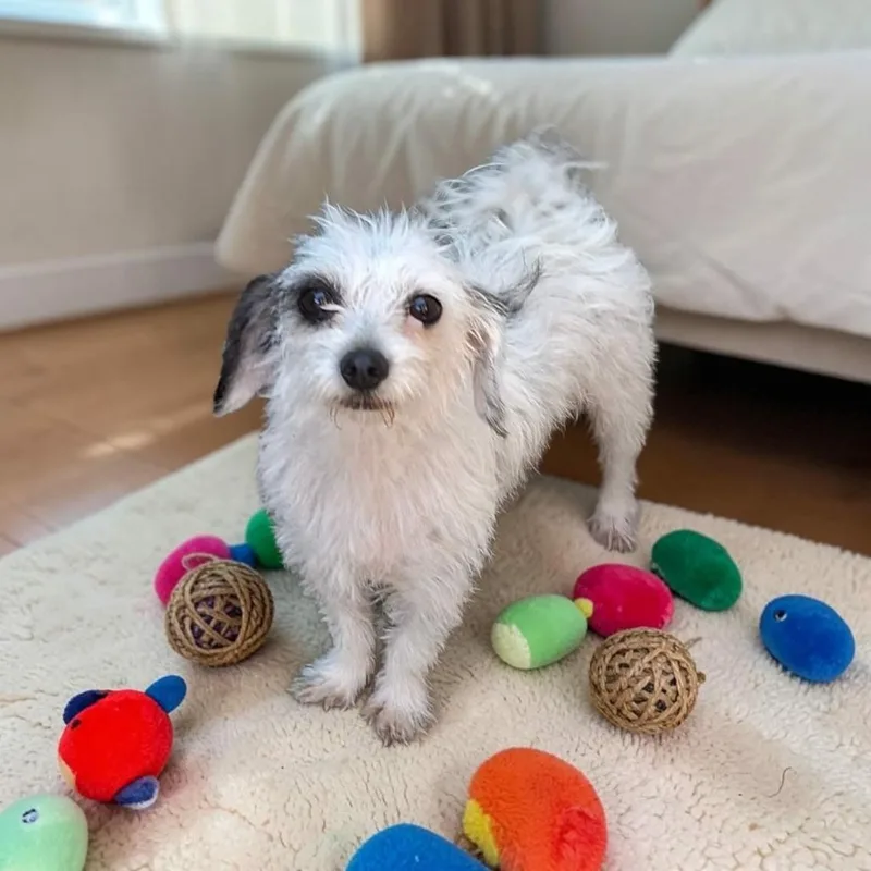 An adult small-sized female Wirehaired Terrier dog named Bombon for adoption in San Diego, CA