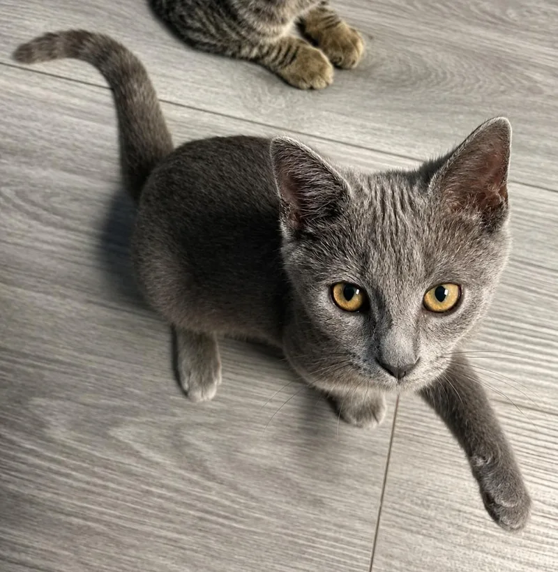 A baby medium-sized male Domestic Short Hair cat named Louie for adoption in Warren, MI