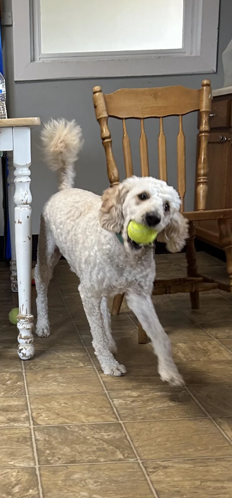 A young medium-sized male Goldendoodle dog named Finn for adoption in Oxford, MI