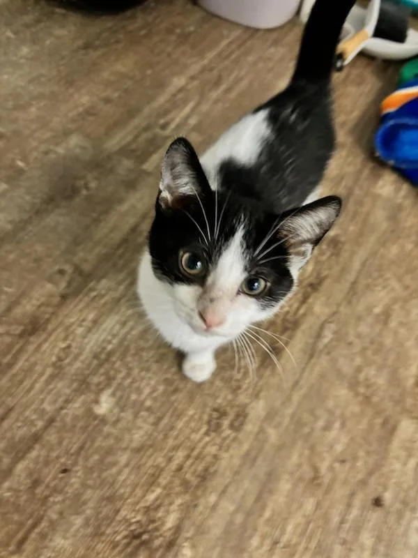 An adult large-sized female Domestic Short Hair cat named Isles for adoption in Peoria, IL