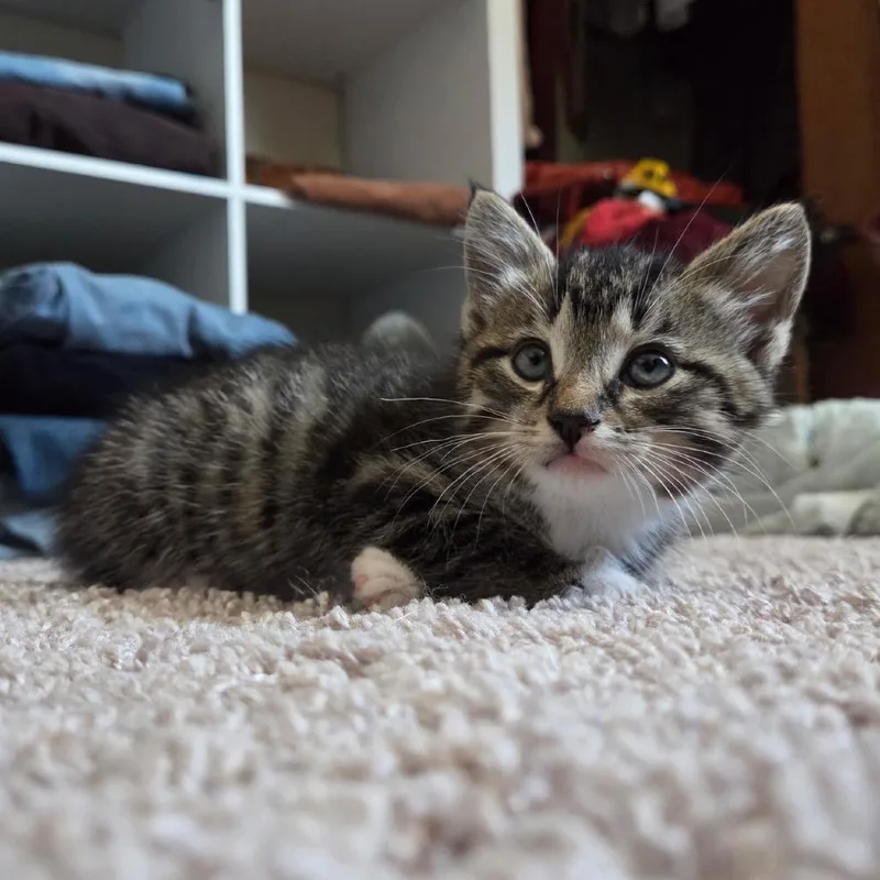 A baby small-sized male Brown / Chocolate Domestic Short Hair cat named Charlie for adoption in Bristol, IN