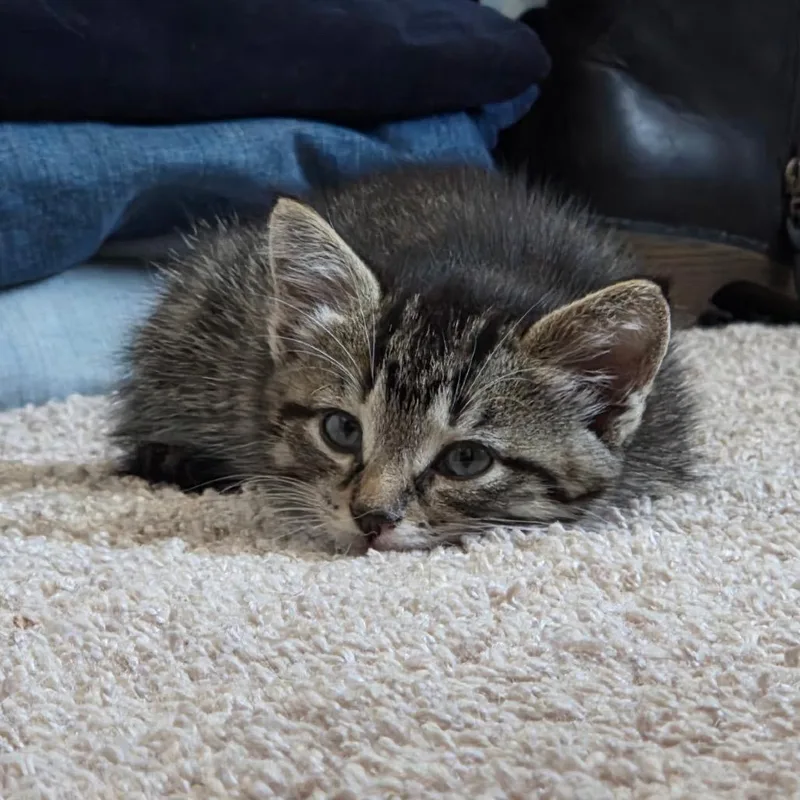 Charlie thumbnail 2