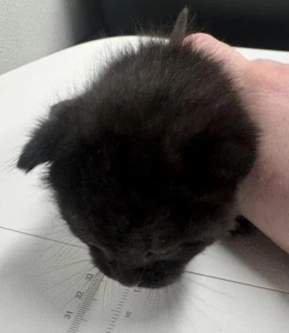 A baby small-sized male Domestic Short Hair cat named Fozzy Bear Fka Big for adoption in West Chester, PA