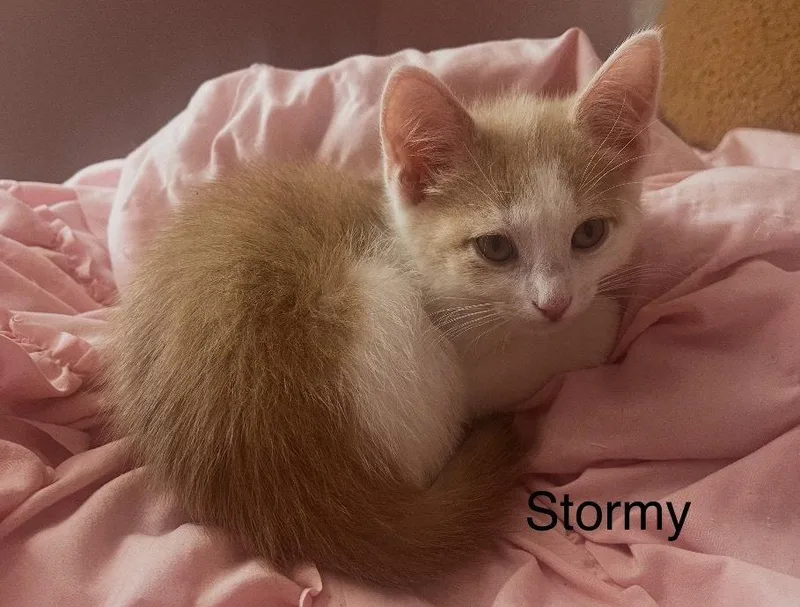 A baby small-sized male White Domestic Short Hair cat named Stormy for adoption in O'Fallon, MO