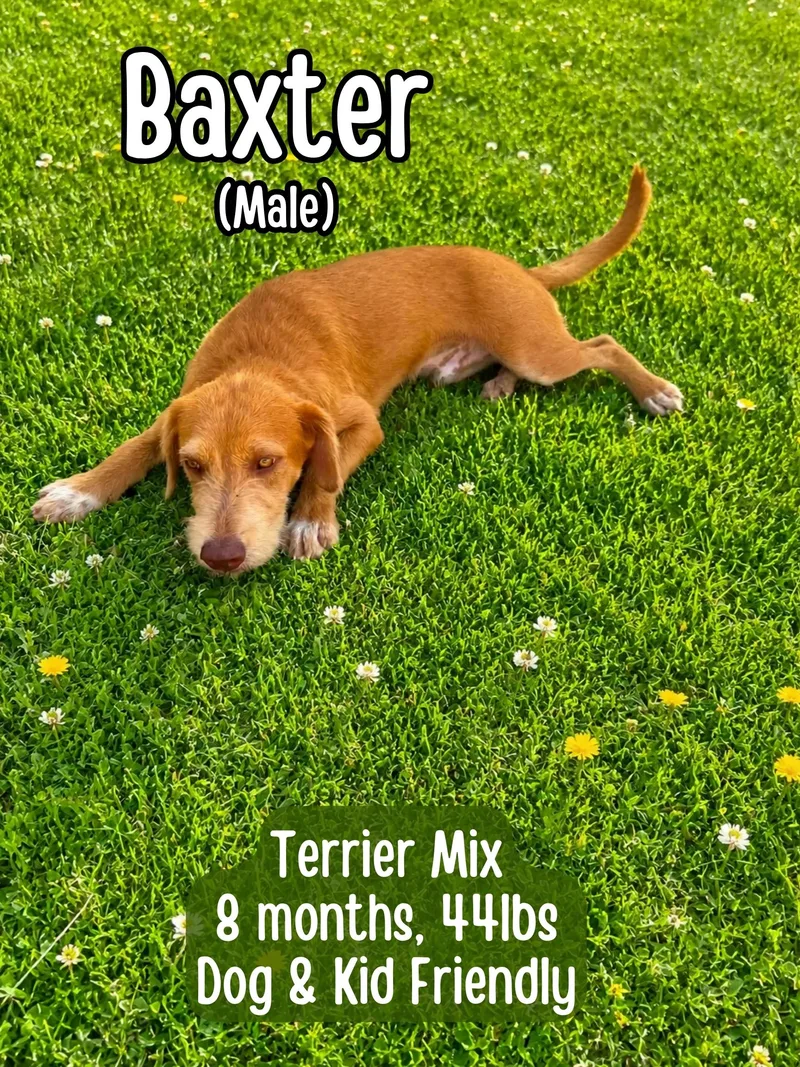 Baxter