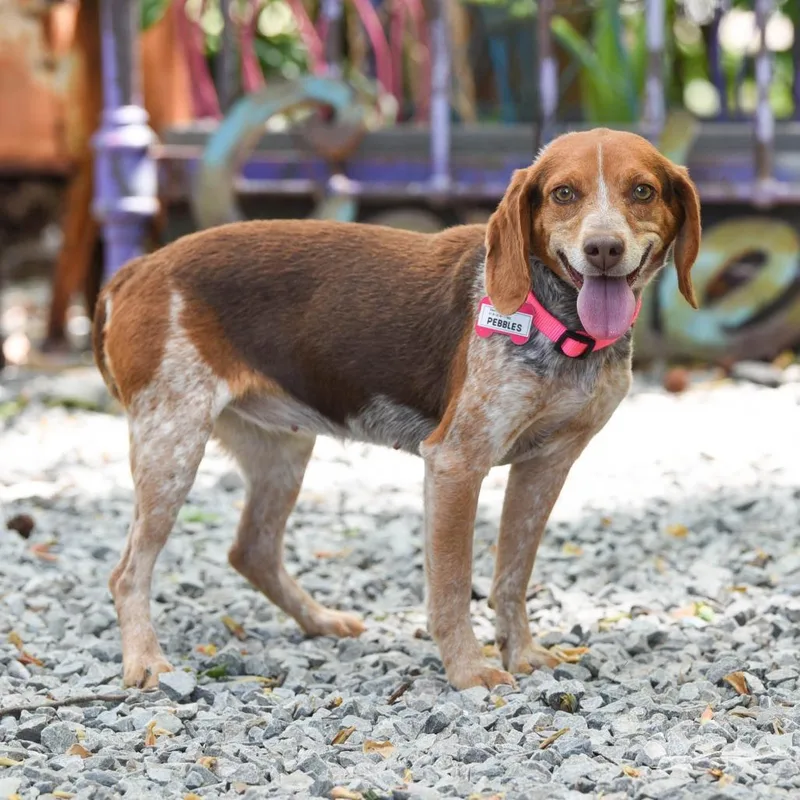 An adult small-sized female Black Beagle dog named Pebbles for adoption in Wake Forest, NC
