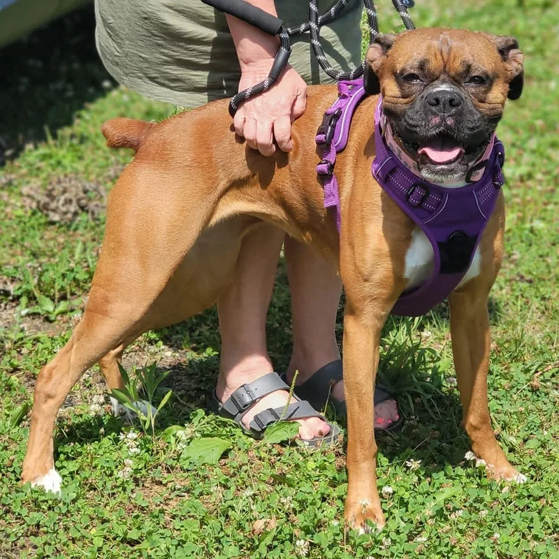 An adult medium-sized female Boxer dog named Ella for adoption in Fountaintown, IN