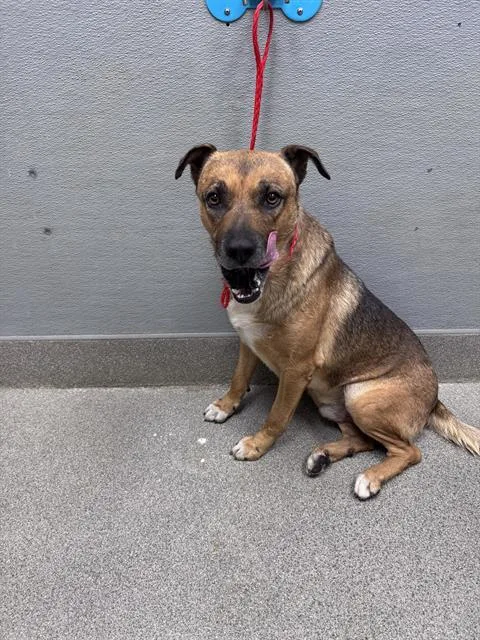An adult large-sized male German Shepherd Dog dog named Bugs for adoption in Las Vegas, NV
