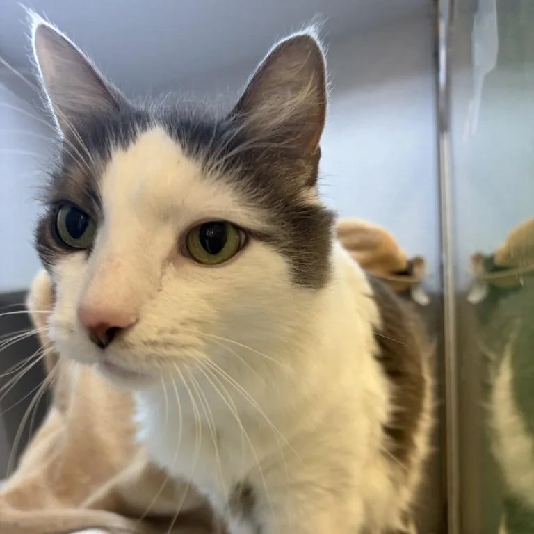 A senior large-sized male Domestic Long Hair cat named Ralph for adoption in Pittsburgh, PA