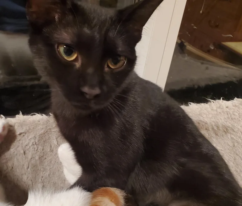 An adult small-sized female Domestic Short Hair cat named A Train for adoption in St Petersburg, FL