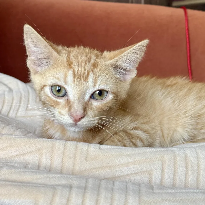 A baby small-sized male Tabby (Orange / Red) Domestic Short Hair cat named Andy for adoption in Richmond, VA