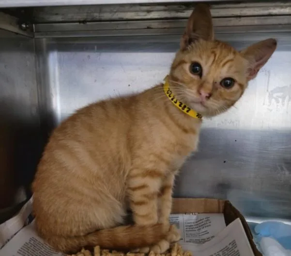 A baby small-sized female Domestic Short Hair cat named Cutie for adoption in Van Nuys, CA