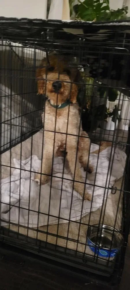 Canelo