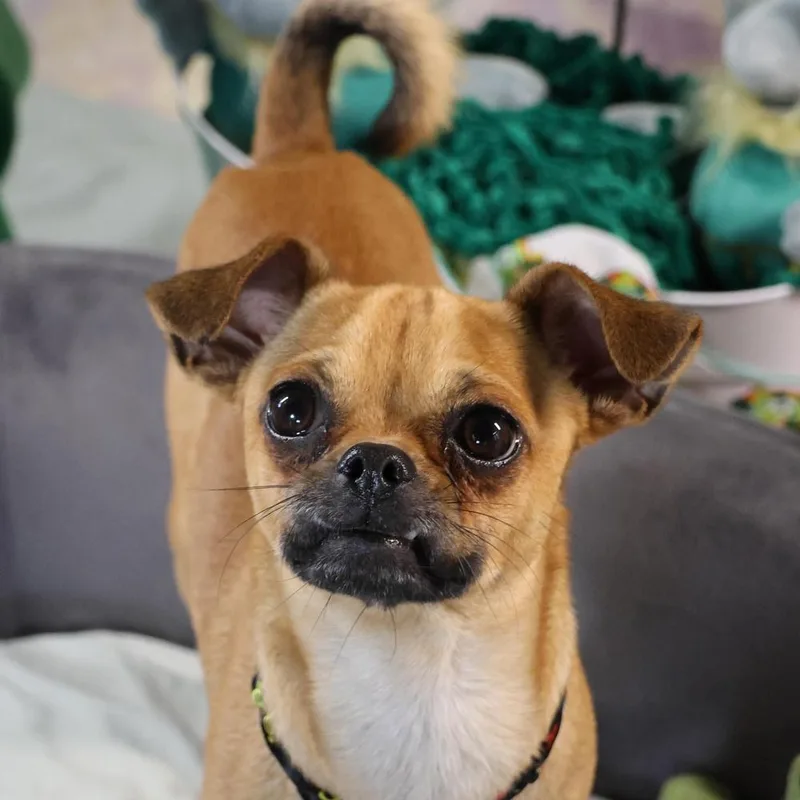 Portland thumbnail 3