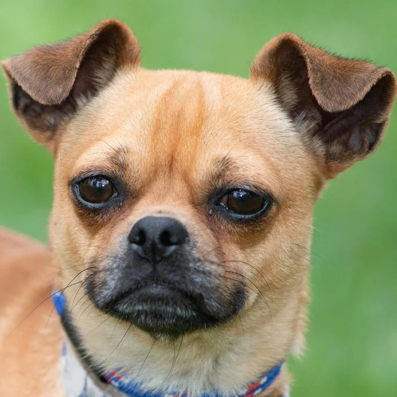 Portland thumbnail 4