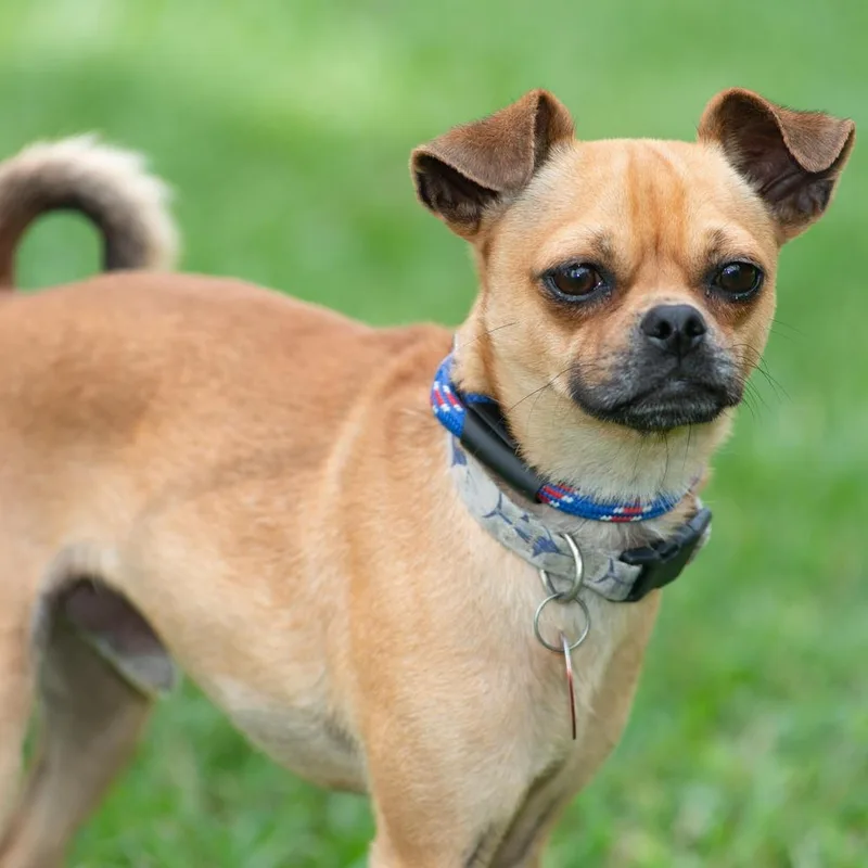 Portland thumbnail 5