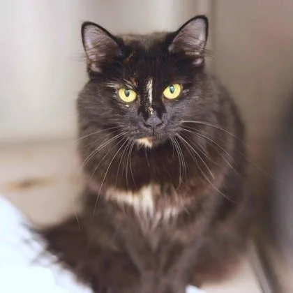An adult small-sized female Domestic Medium Hair cat named Lavender for adoption in Atlanta, GA