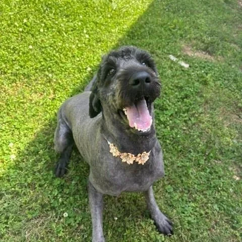 An adult medium-sized female Black Poodle dog named Lilac for adoption in Fayetteville, AR