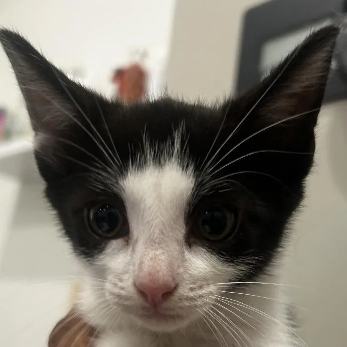 A baby medium-sized female Black & White / Tuxedo Domestic Short Hair cat named Mary Jo for adoption in Evanston, IL
