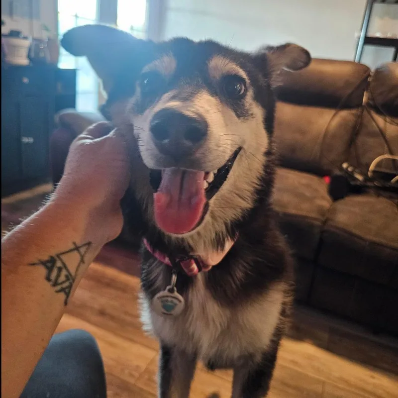 A young medium-sized female Black Husky dog named Hope for adoption in Chandler, AZ