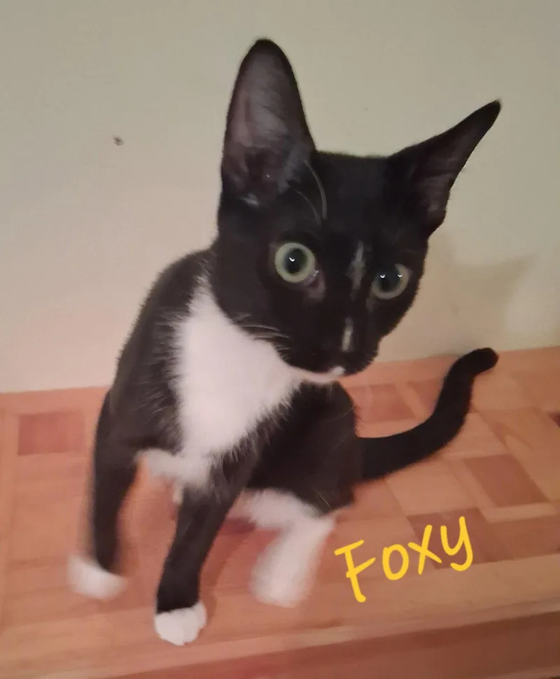 A young medium-sized female Domestic Short Hair cat named Foxy for adoption in Longwood, FL