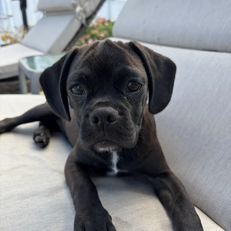 A baby small-sized female Pug dog named Junie for adoption in Raleigh, NC