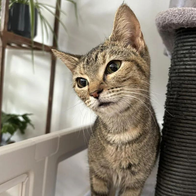 A young medium-sized female Brown / Chocolate Domestic Short Hair cat named Tildie for adoption in Forest Park, IL
