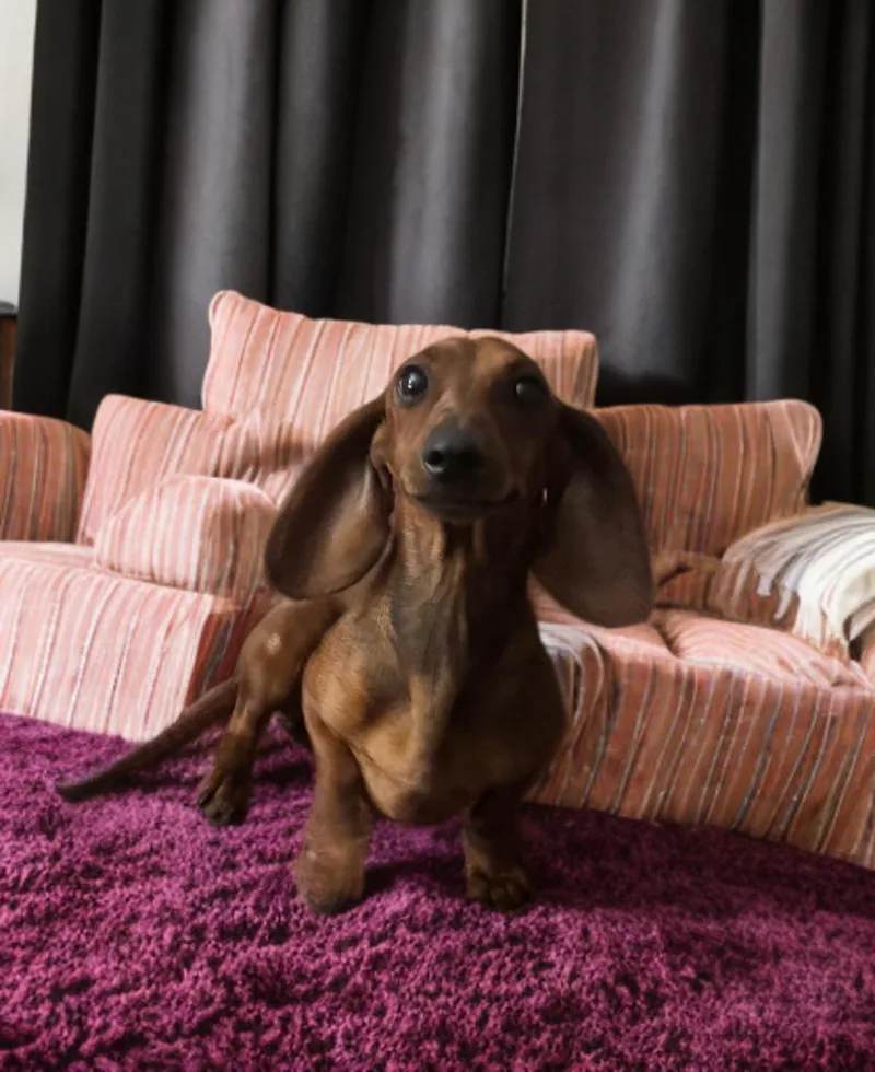 Maisey thumbnail 3