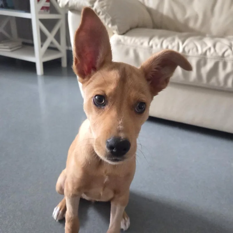 A baby medium-sized female Yellow / Tan / Blond / Fawn Mixed Breed dog named Ciabatta for adoption in Bradenton, FL