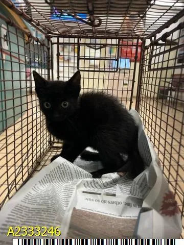 A baby small-sized female Domestic Short Hair cat named Agnes for adoption in West Palm Beach, FL