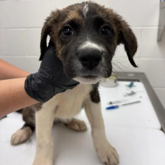 A baby small-sized male Brindle Boxer dog named Memphis for adoption in Corpus Christi, TX
