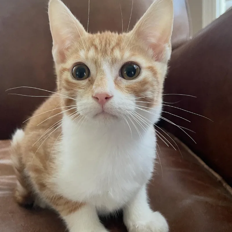A baby small-sized male Orange / Red Domestic Short Hair cat named Jack for adoption in Granby, MO