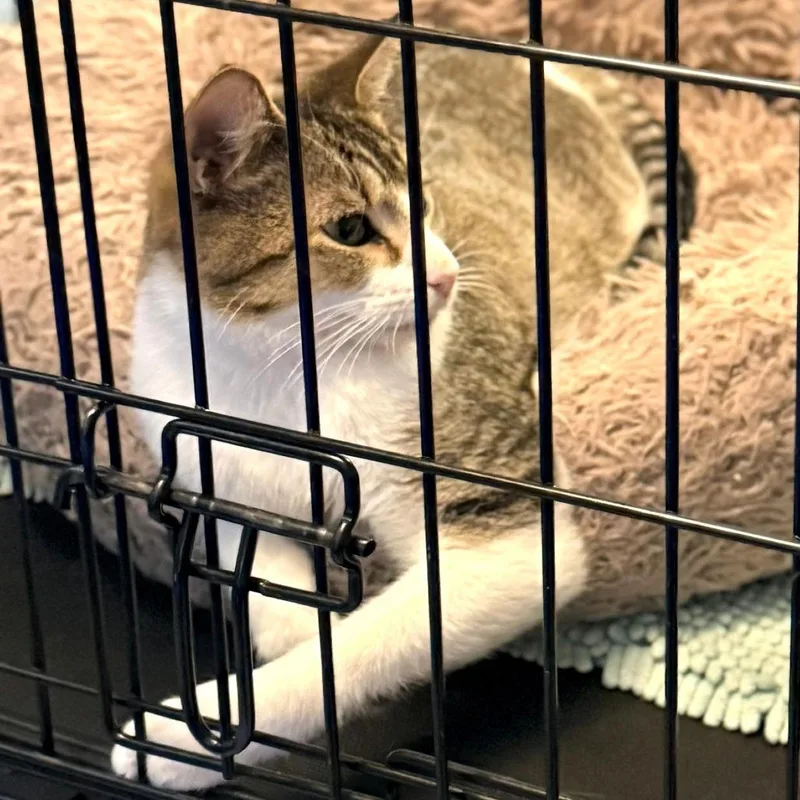 A young medium-sized male Brown / Chocolate Domestic Short Hair cat named Ranger Rick Ardmore for adoption in Chicago, IL