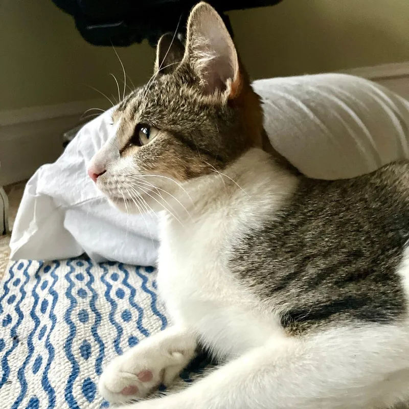 Ranger Rick Ardmore thumbnail 4