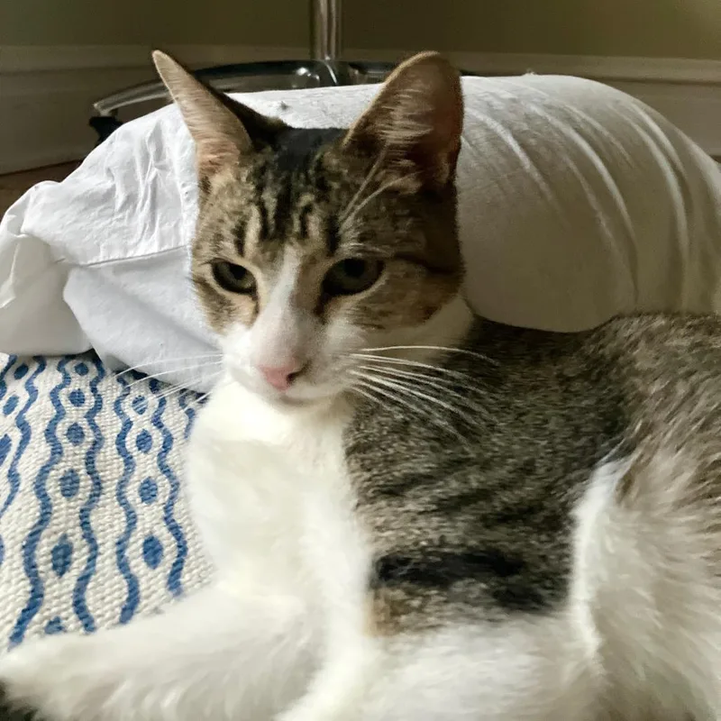 Ranger Rick Ardmore thumbnail 5